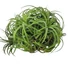 Tillandsia Ionantha Green telep