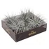 Tillandsia Silver dupla