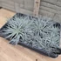 Tillandsia Silver dupla