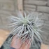 Tillandsia Silver dupla