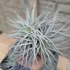 Tillandsia Silver dupla