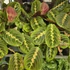 Maranta Fascinator