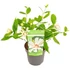 Calycanthus chinensis Venus