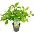 Calycanthus chinensis Venus