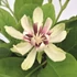 Calycanthus chinensis Venus