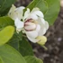 Calycanthus chinensis Venus