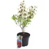 Calycanthus chinensis Hartlage Wine