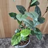 Camellia sinensis Tea