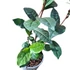 Camellia sinensis Tea