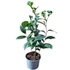 Camellia sinensis Tea