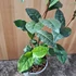Camellia sinensis Tea