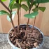Camellia sinensis Tea
