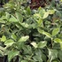 Citrus lemon Meyer Variegata