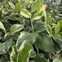 Citrus lemon Meyer Variegata