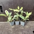 Citrus lemon Meyer Variegata