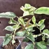 Citrus lemon Meyer Variegata