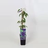 Clematis President
