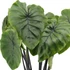 Colocasia Pharaoh's Mask Cophama