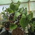 Colocasia Pharaoh's Mask Cophama