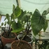 Colocasia Pharaoh's Mask Cophama