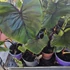 Colocasia Pharaoh's Mask Cophama