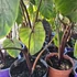Colocasia Pharaoh's Mask Cophama