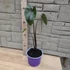 Colocasia Redemption