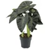 Colocasia royal Hawaiian Aloha