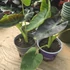 Colocasia royal Hawaiian Aloha