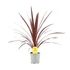 Cordyline Red Star