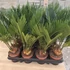 Cycas revoluta
