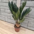 Cycas revoluta