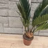 Cycas revoluta