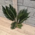 Cycas revoluta