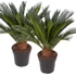 Cycas revoluta