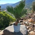 Cycas revoluta