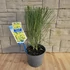 Cytisus scoparius Vanesse