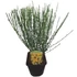 Cytisus scoparius Vanesse