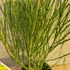 Cytisus scoparius Vanesse