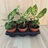 Dieffenbachia Reflector