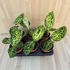 Dieffenbachia Reflector