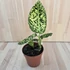 Dieffenbachia Reflector