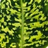 Dieffenbachia Reflector
