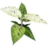 Dieffenbachia Snowflake