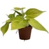 Epipremnum Golden Pothos