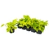 Epipremnum Golden Pothos