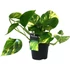 Epipremnum pinnatum Aureum