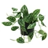 Scindapsus pictus Argyraeus