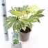 Fatsia japonica spider web
