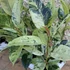 Ficus elastica Shivereana